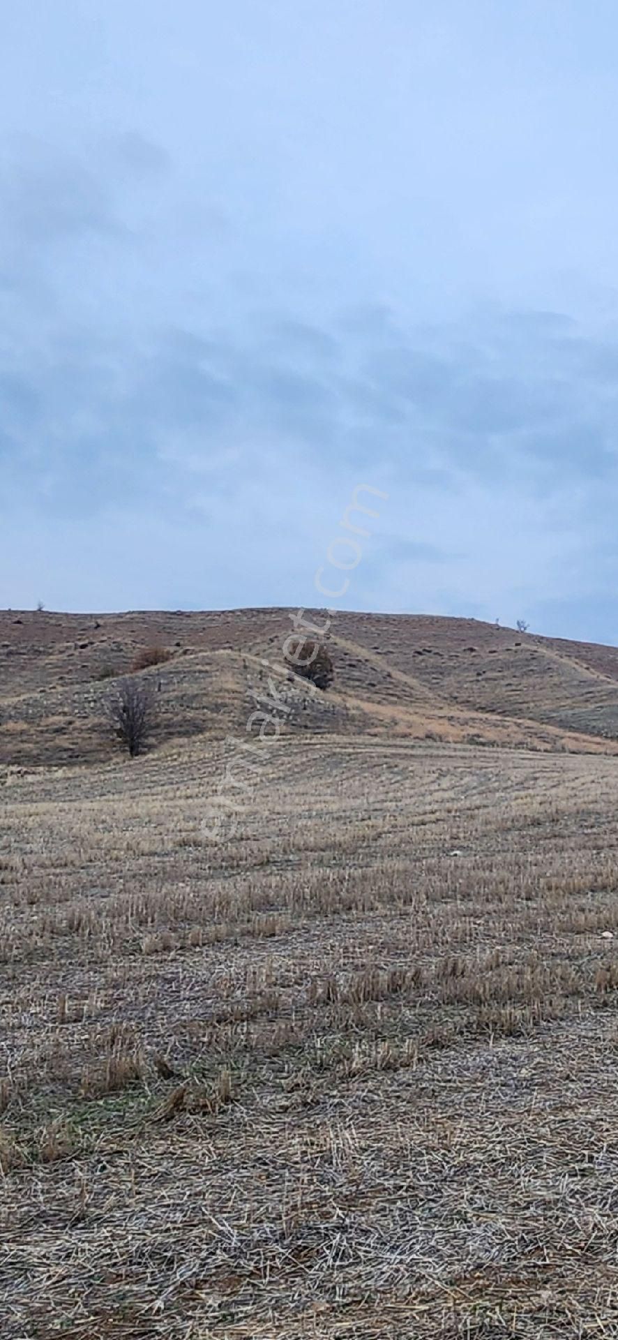 Satılık Tarla 9.879m2 Amasya Suluova Akören Köyü - Görsel 2