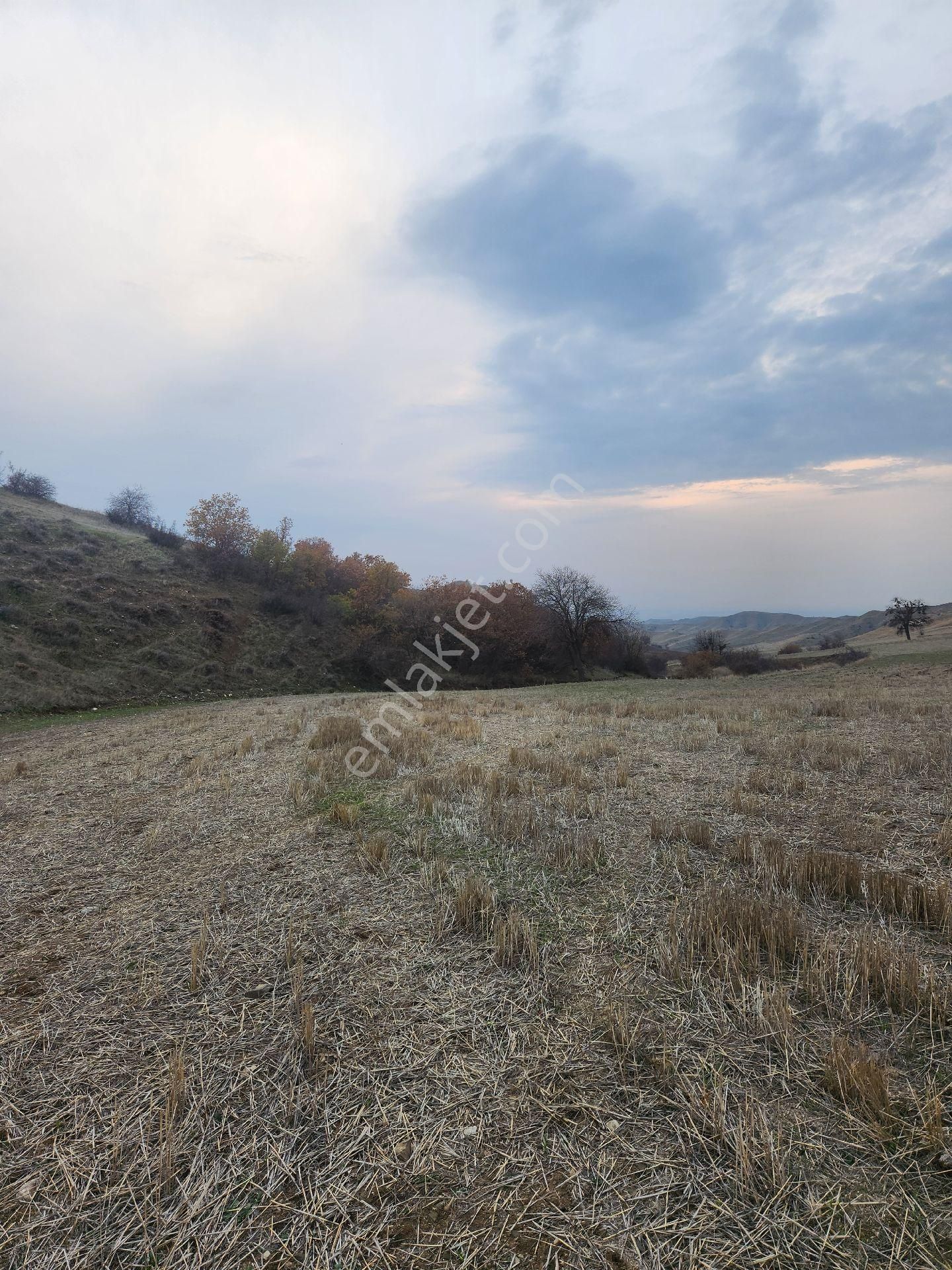 Satılık Tarla 9.879m2 Amasya Suluova Akören Köyü - Görsel 14