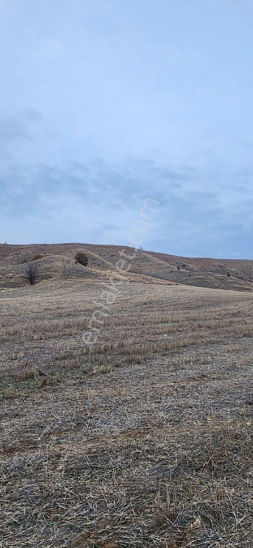 Satılık Tarla 9.879m2 Amasya Suluova Akören Köyü - Görsel 4
