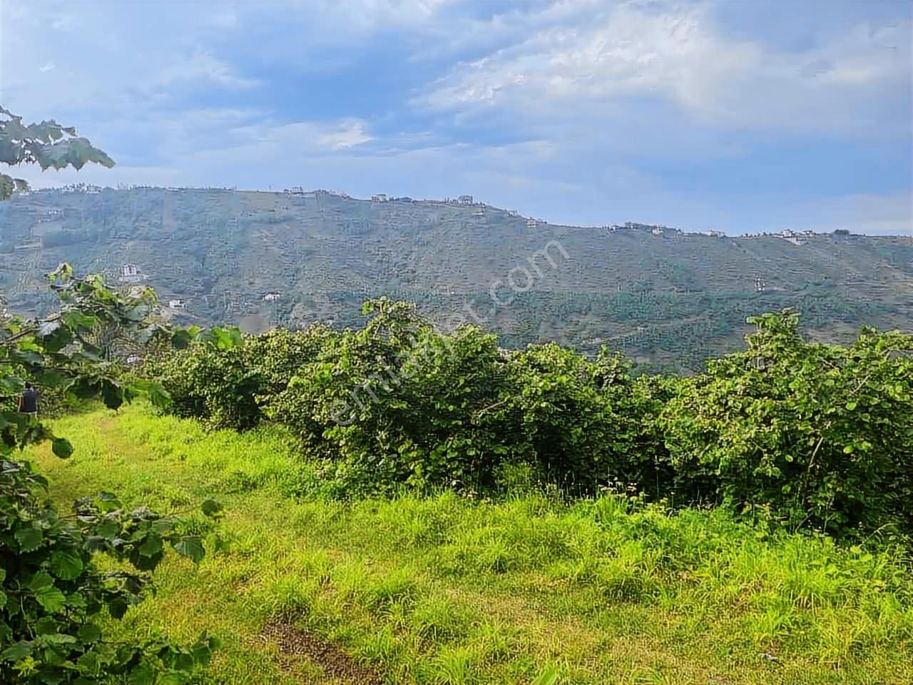 Akçaabat'ta Deniz Ve Doğa Manzaralı 70 Dönüm Dev Arsa - Görsel 9