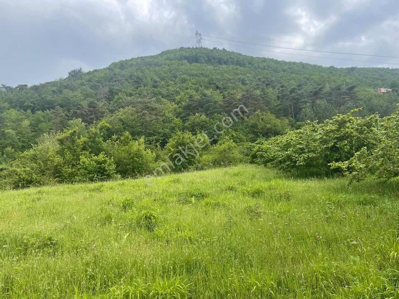 Akçaabat'ta Deniz Ve Doğa Manzaralı 70 Dönüm Dev Arsa - Görsel 2