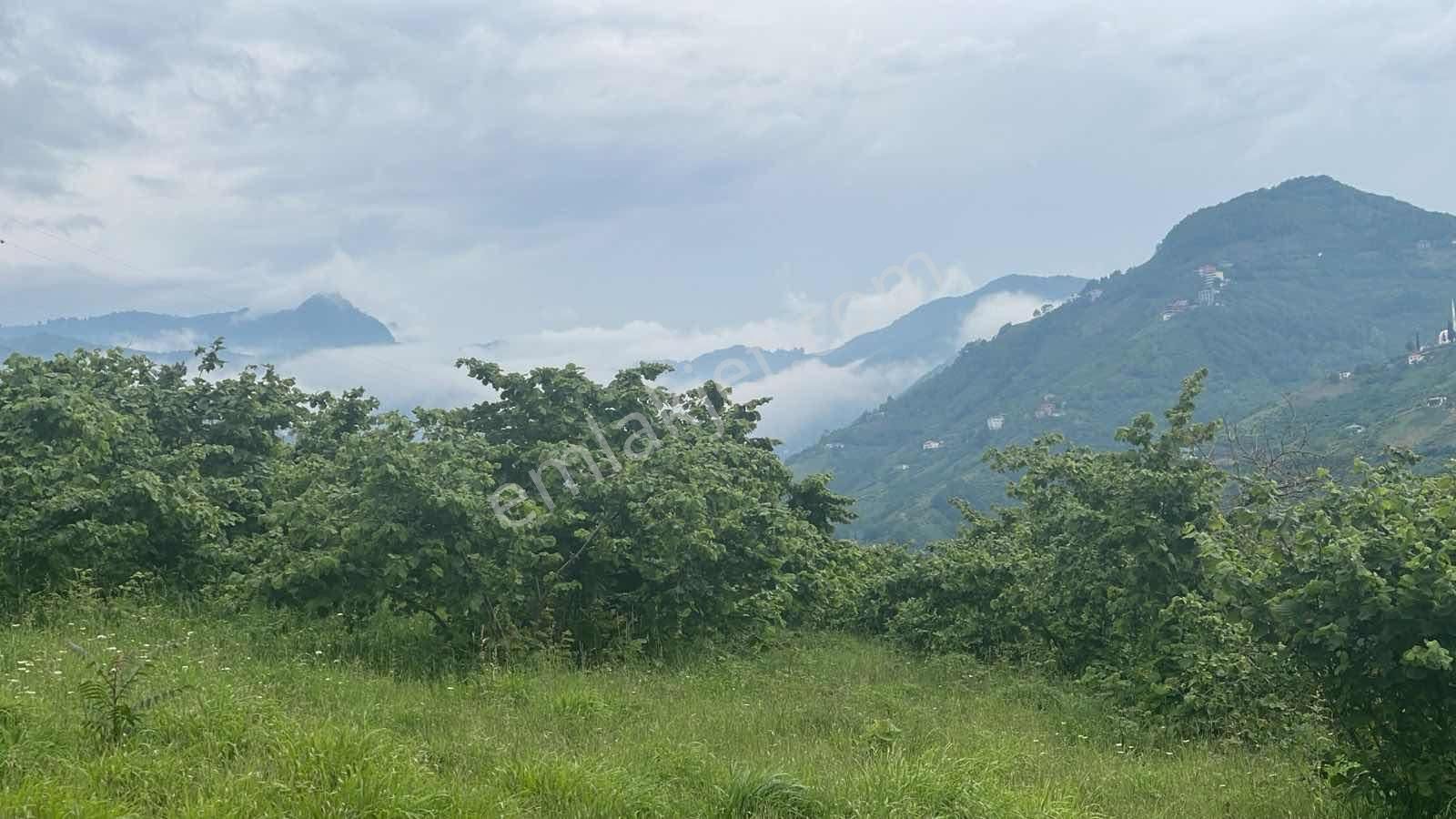 Akçaabat'ta Deniz Ve Doğa Manzaralı 70 Dönüm Dev Arsa - Görsel 15