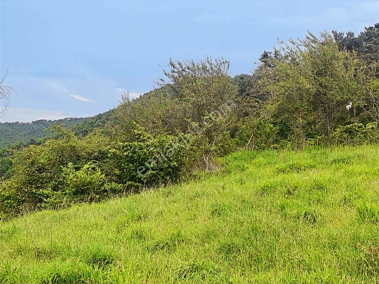 Akçaabat'ta Deniz Ve Doğa Manzaralı 70 Dönüm Dev Arsa - Görsel 11