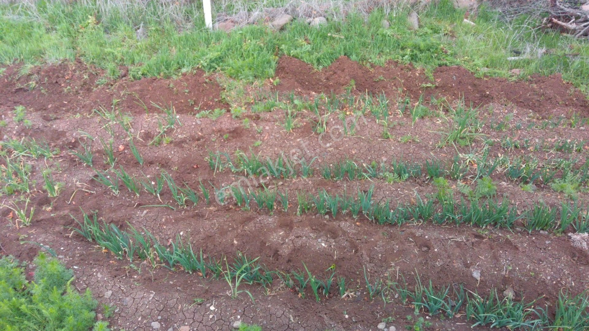 Ayaş-yağmurdede Mahallesinde Tek Tapu Köyiçi 3732 M2 - Görsel 3