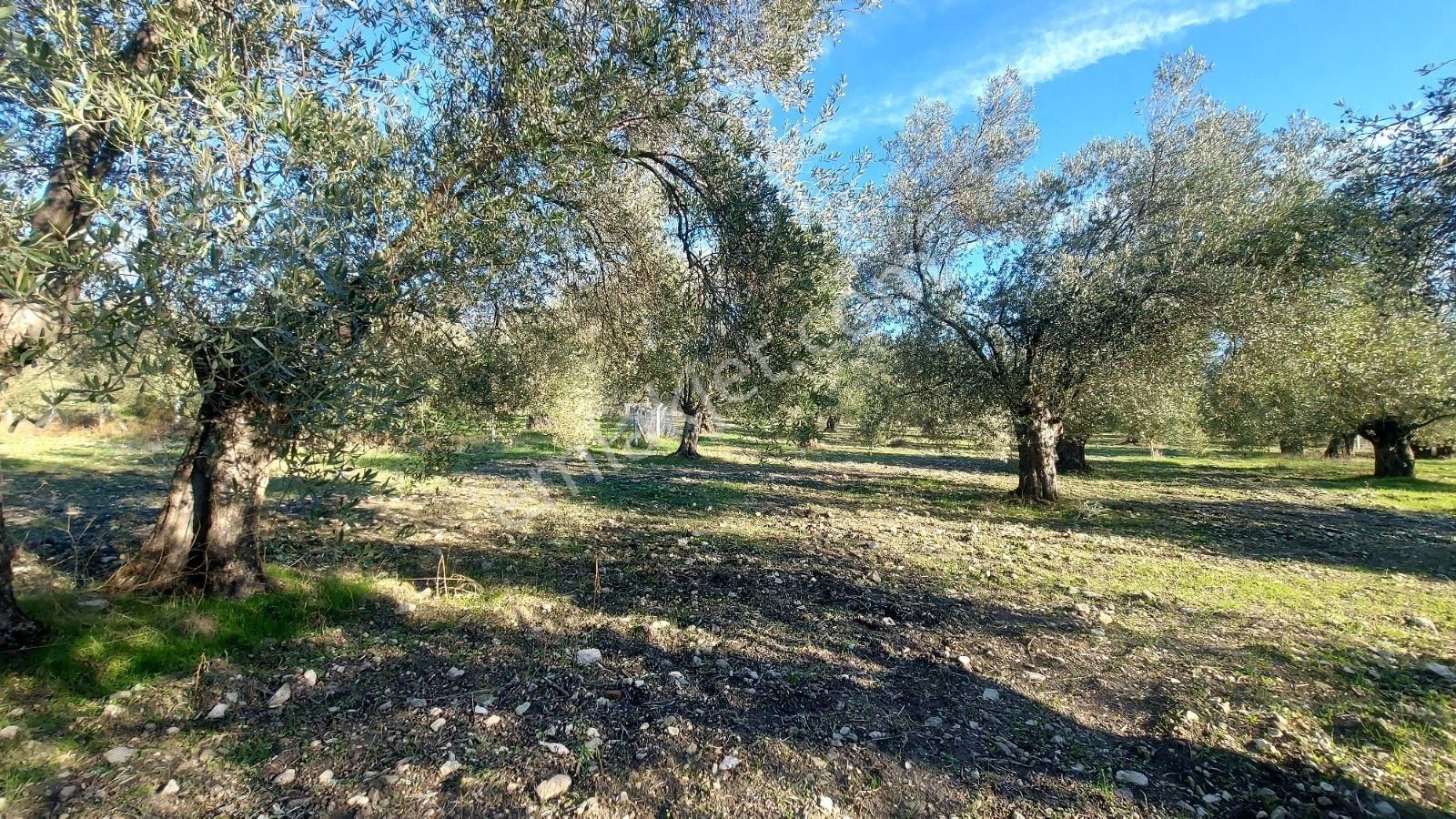 Eski Altınova Yoluna Cepheli Bakımlı Zeytinlik - Görsel 11