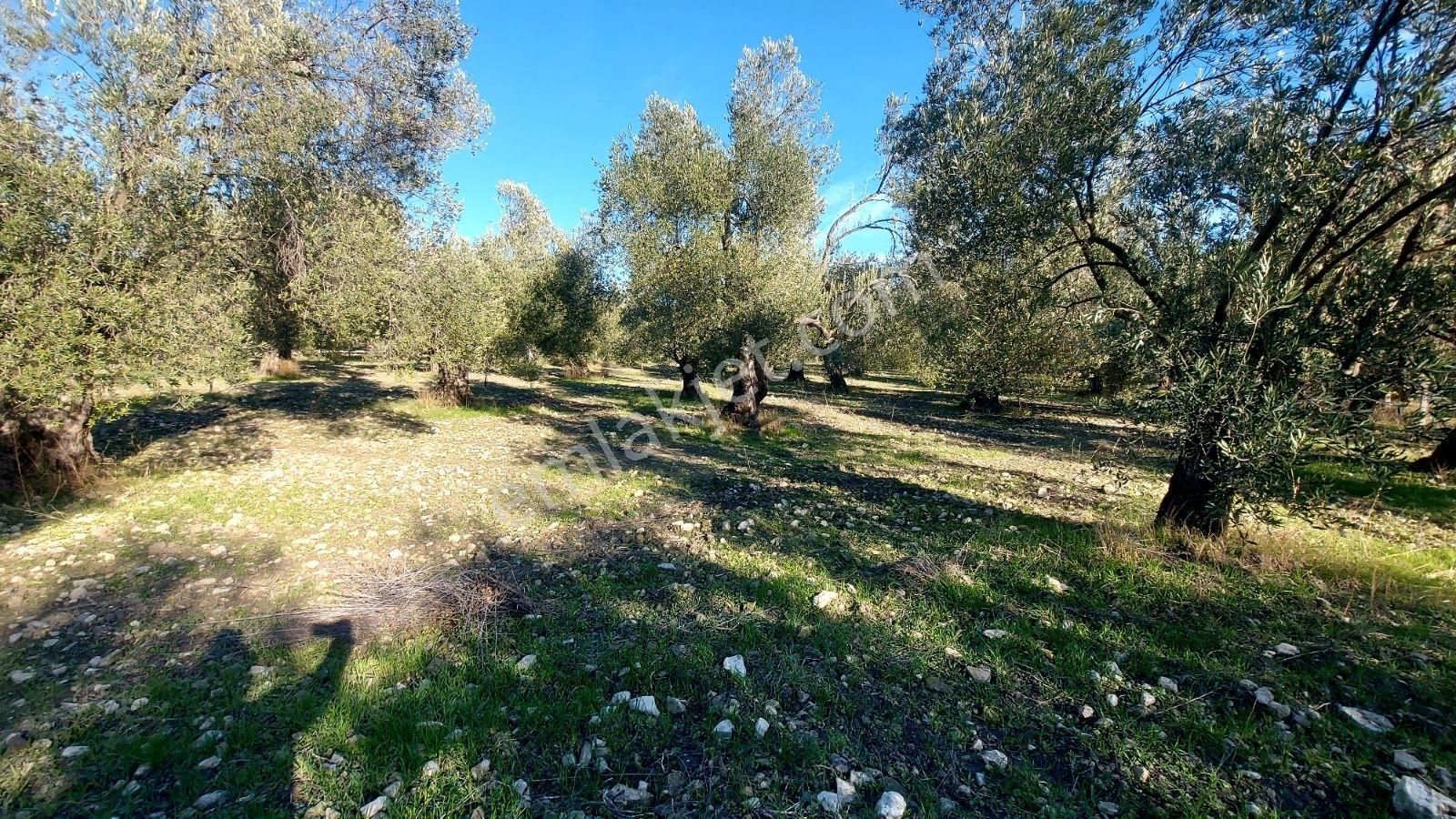 Eski Altınova Yoluna Cepheli Bakımlı Zeytinlik - Görsel 6