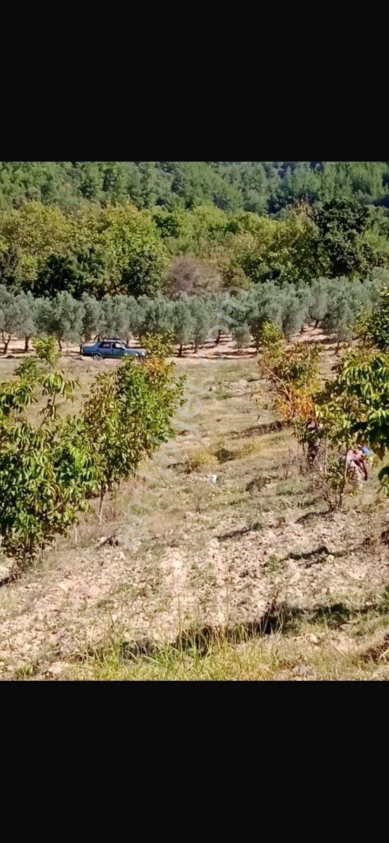 Manısa Akhısar Yeğenoba Mahallesi Davutlar Mevkii