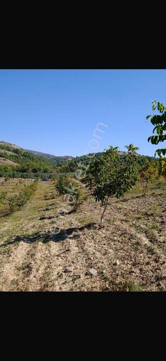 Manısa Akhısar Yeğenoba Mahallesi Davutlar Mevkii - Görsel 6