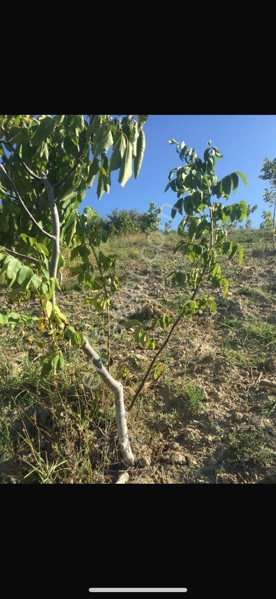 Manısa Akhısar Yeğenoba Mahallesi Davutlar Mevkii - Görsel 5