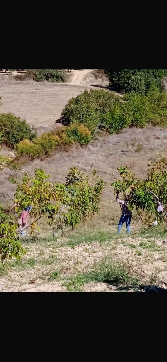 Manısa Akhısar Yeğenoba Mahallesi Davutlar Mevkii - Görsel 4