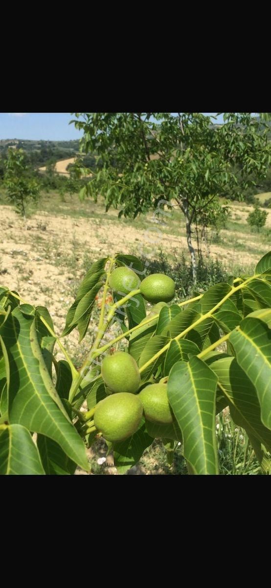 Manısa Akhısar Yeğenoba Mahallesi Davutlar Mevkii - Görsel 9