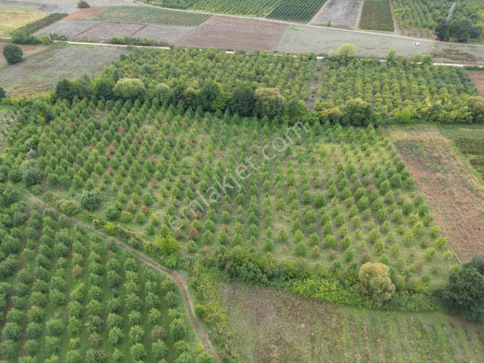 Remax Leon Kestel Kozluören'de 13.000 M2 Satılık Armut Tarlası - Görsel 5