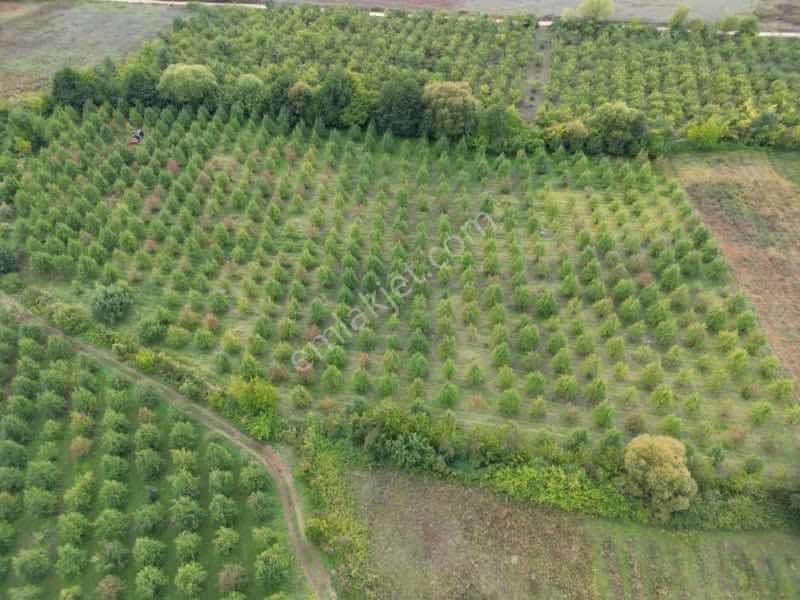 Remax Leon Kestel Kozluören'de 13.000 M2 Satılık Armut Tarlası - Görsel 7