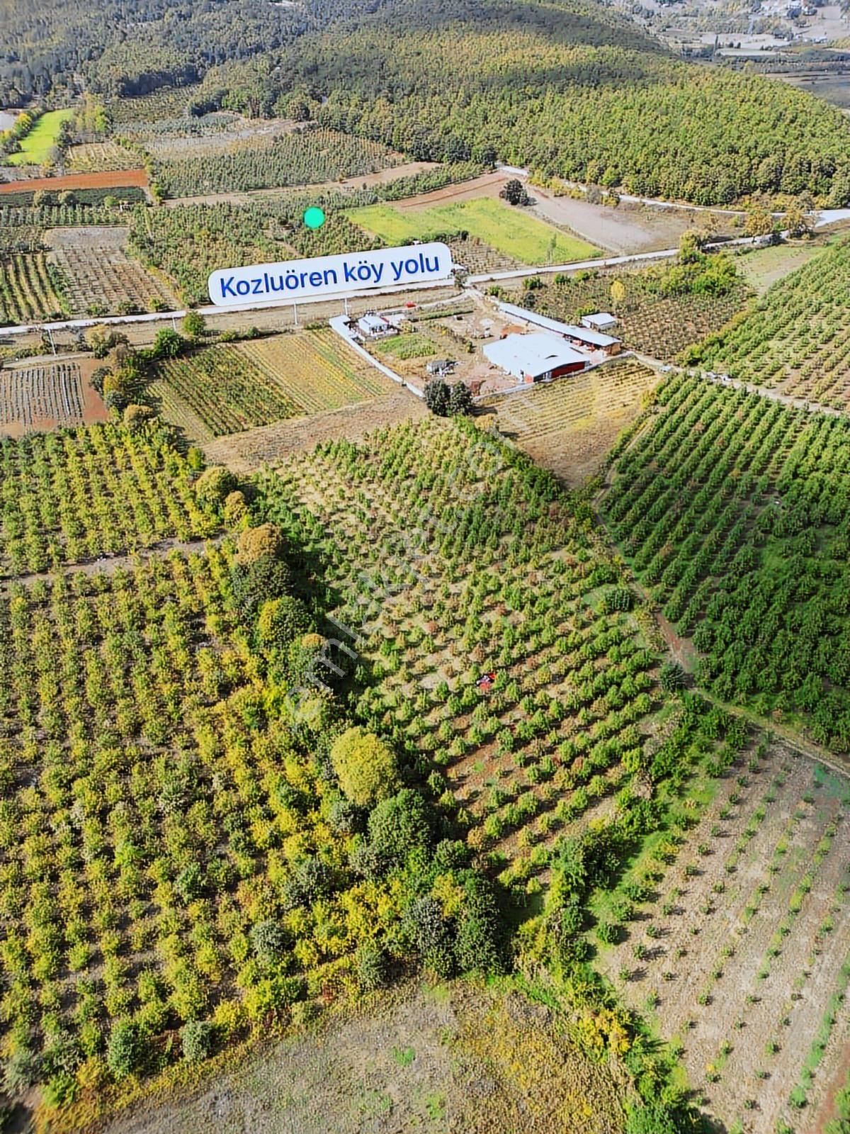 Remax Leon Kestel Kozluören'de 13.000 M2 Satılık Armut Tarlası - Görsel 2