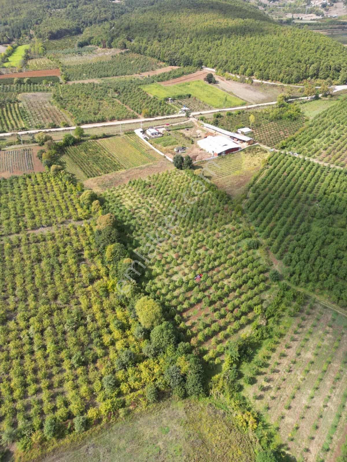Remax Leon Kestel Kozluören'de 13.000 M2 Satılık Armut Tarlası - Görsel 8