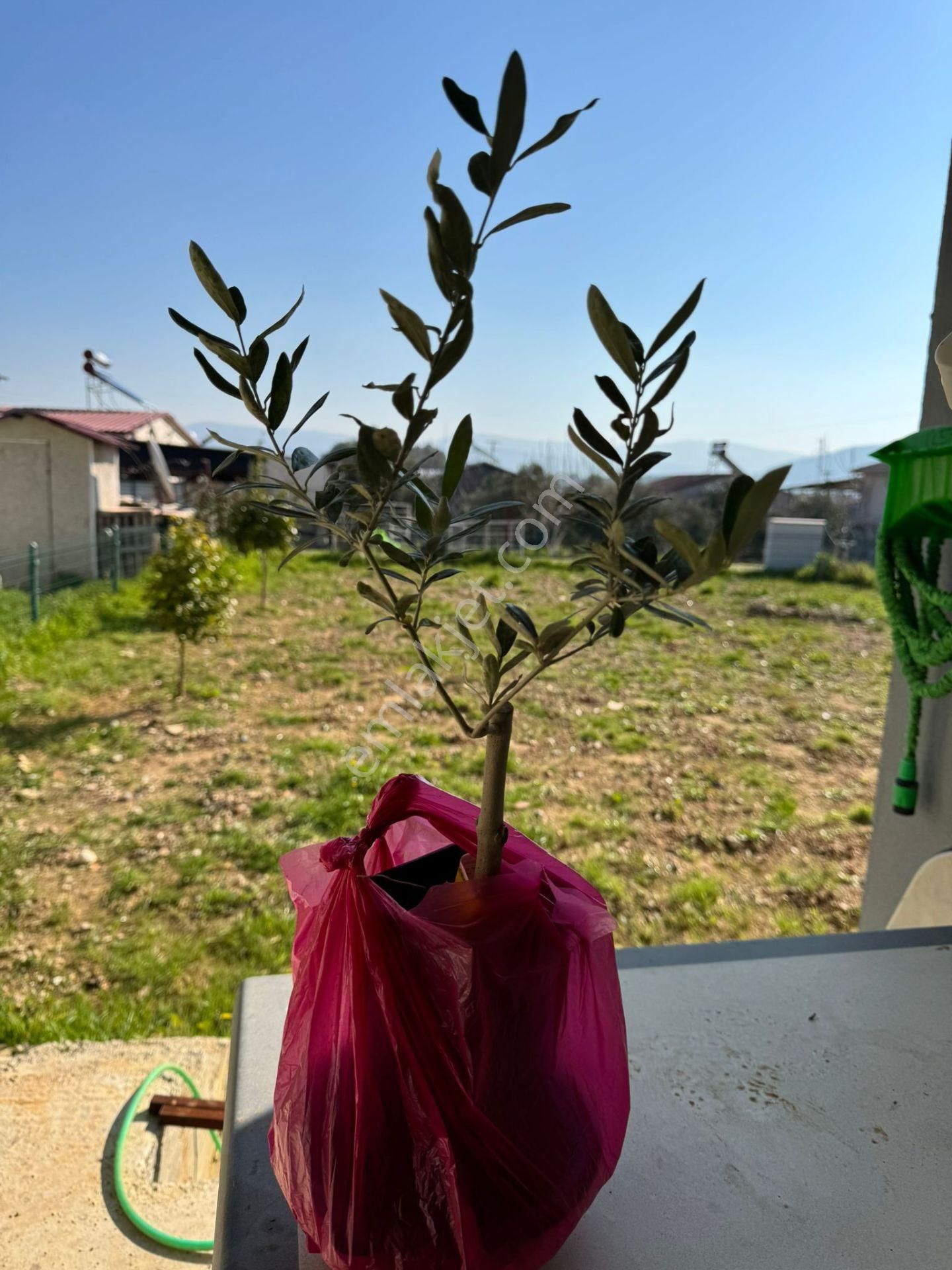 Menderes Ataköy'de Denize Yakın Satılık Hobi Bahçesi - Görsel 17