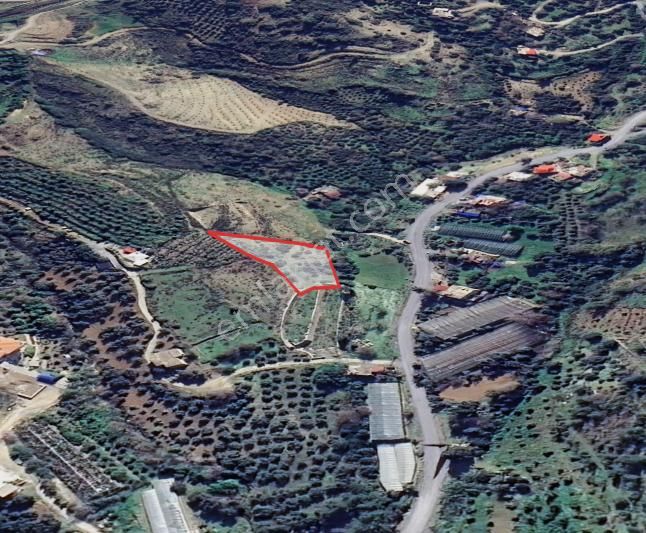 Koru'da Güney Bakı Az Eğimli Arazi