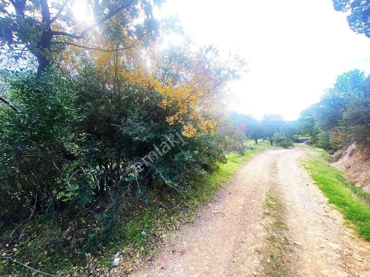💥 Aktiften Ağacık'ta 457 M2 Kadastrol Olan Satılık Zeytinlik💥