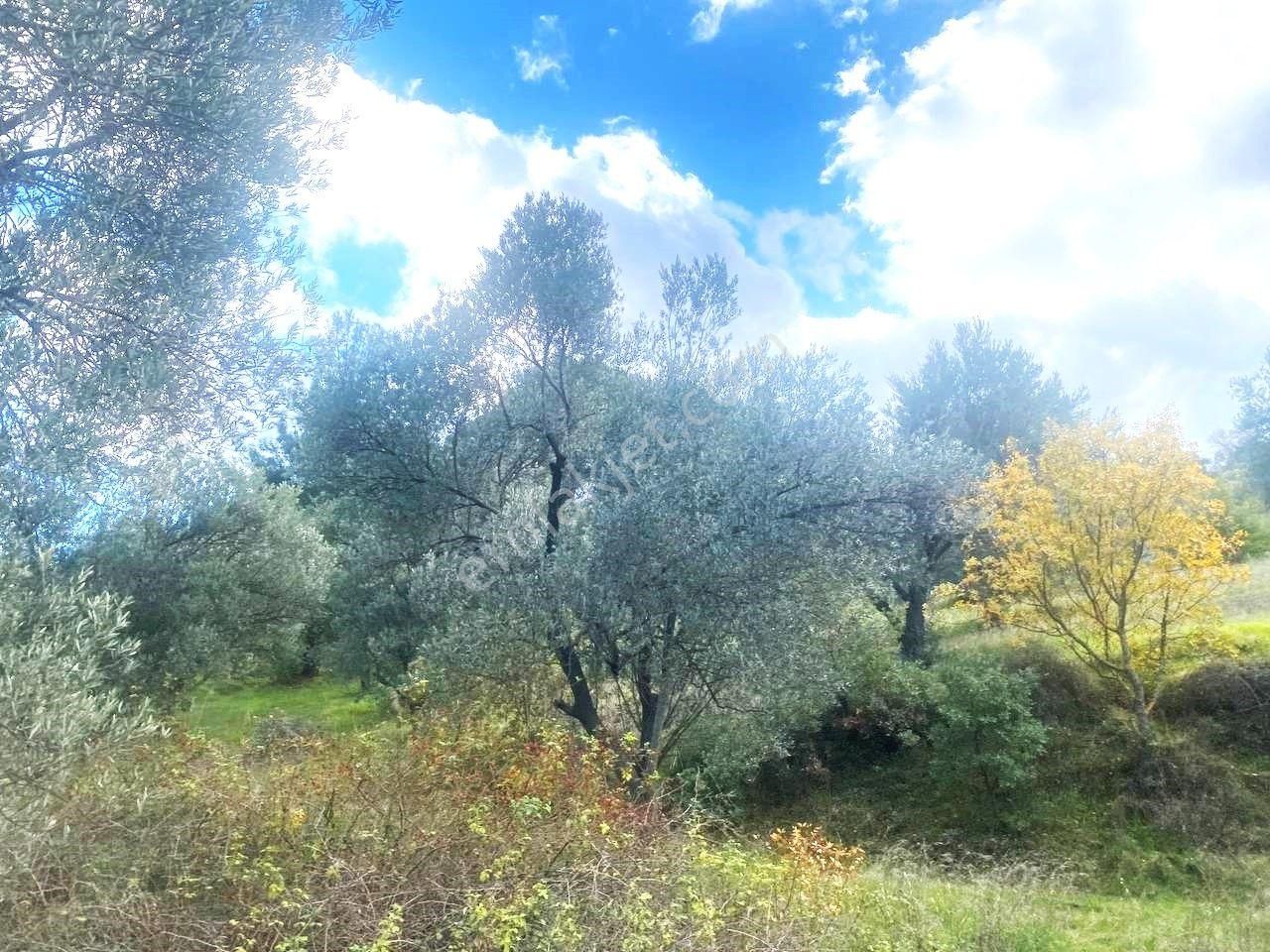 💥 Aktiften Ağacık'ta 457 M2 Kadastrol Olan Satılık Zeytinlik💥 - Görsel 16