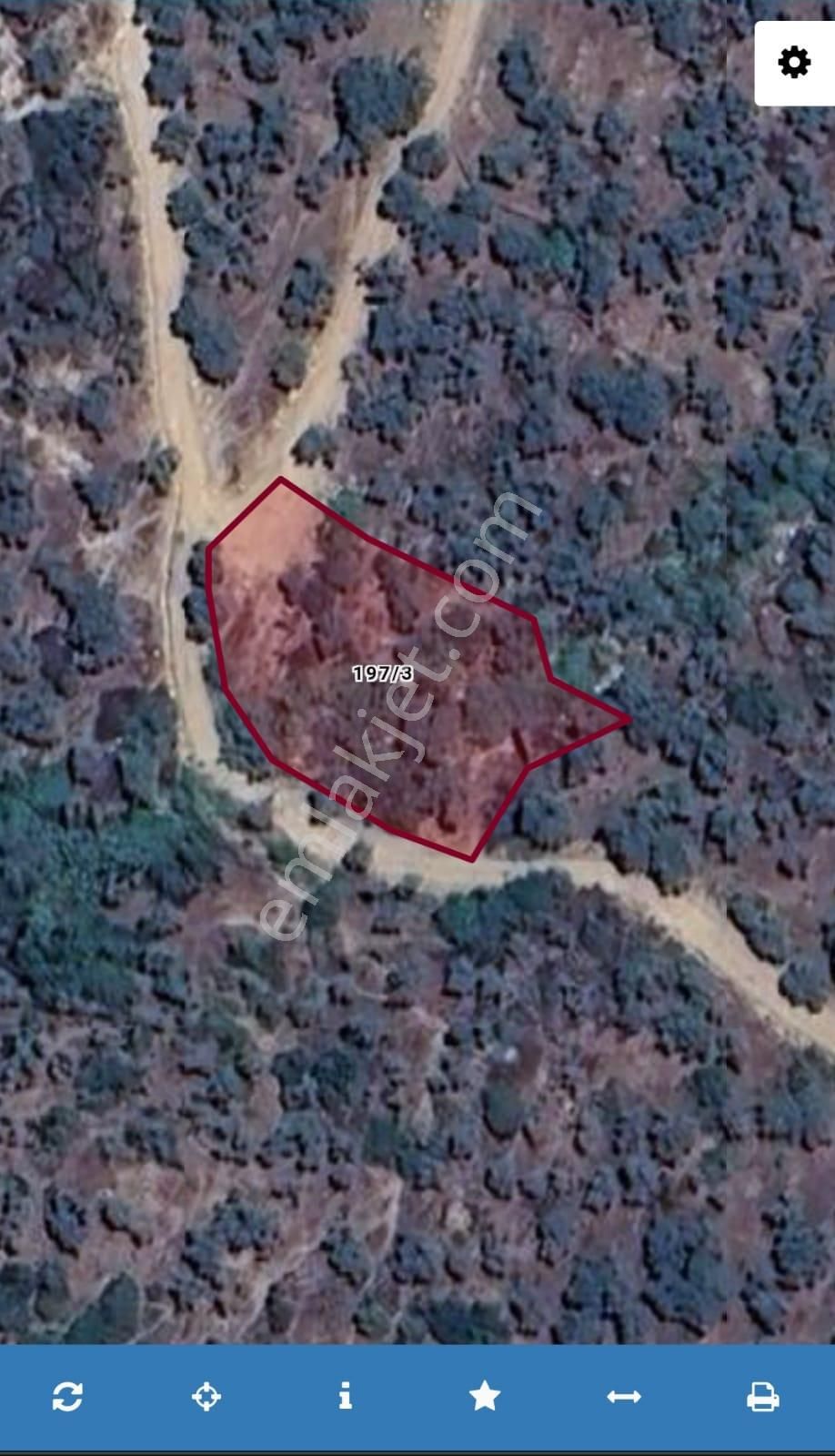 Aydın Karpuzlu Şenköy'de Yola Cepheli Zeytinlik