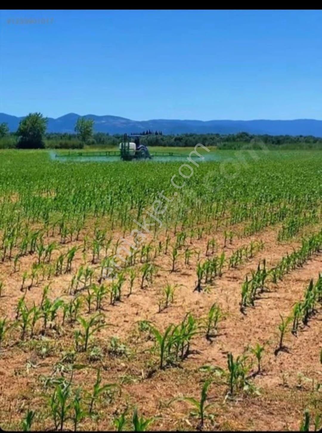 Sakarya Hendek Beyköyünde 4 Dönüm Satılık Düz Arazi