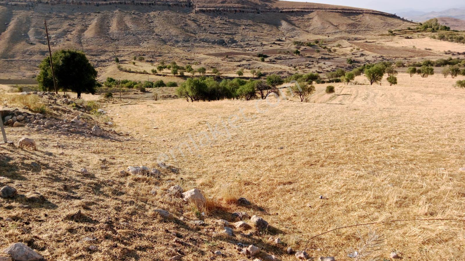 Susuz Tarla - Görsel 2