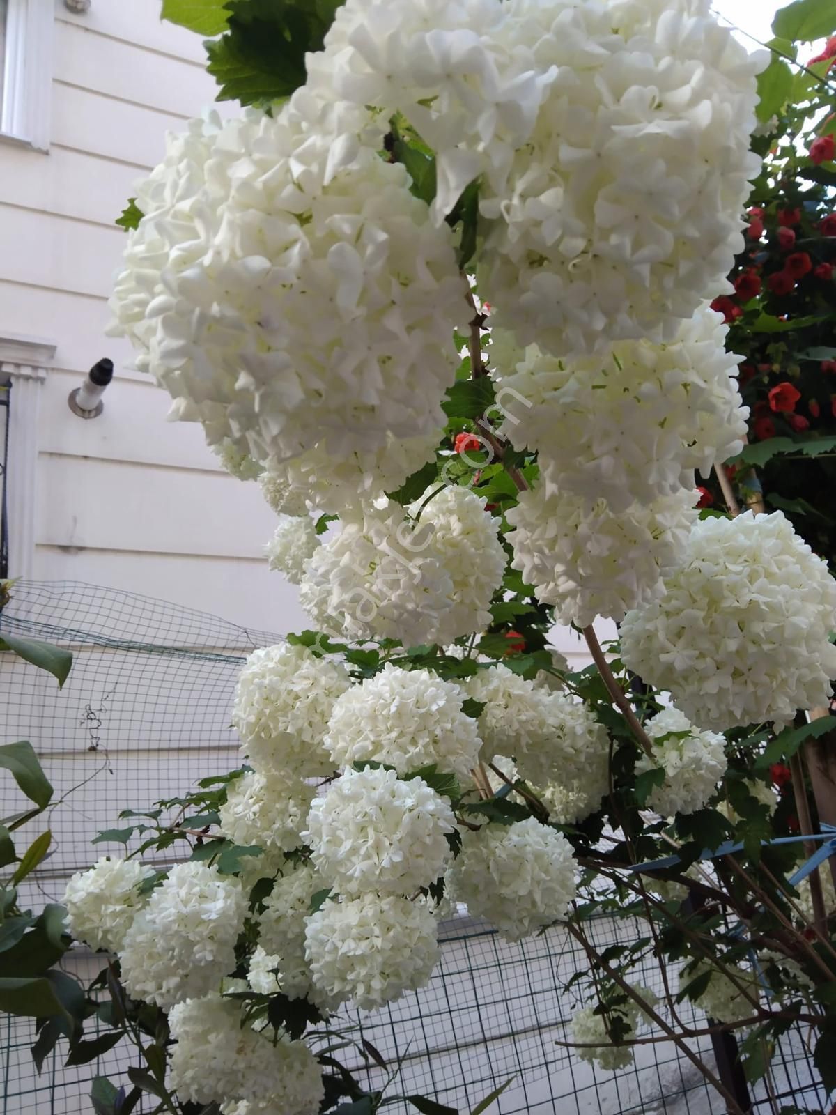 Kiraz Bahçesi Karşısında Metroya 5 Dk Mesafede Geniş 2+1 Daire - Görsel 13