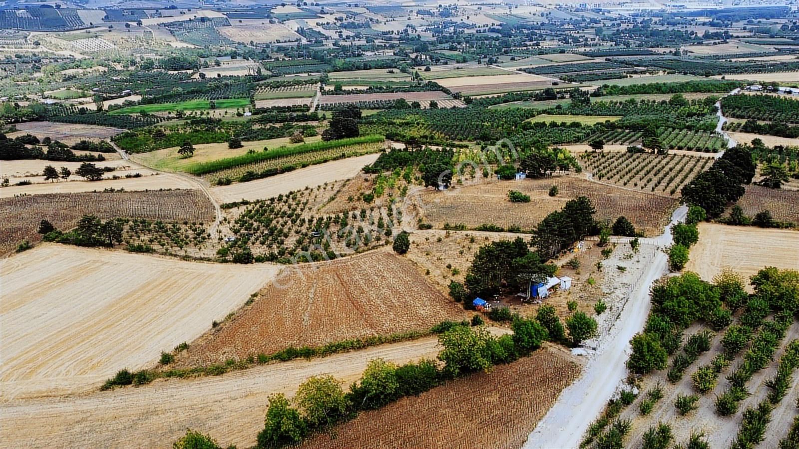 Ulucan'dan İnegöl Yeniceköy'de Satılık Erik Tarlası - Görsel 2