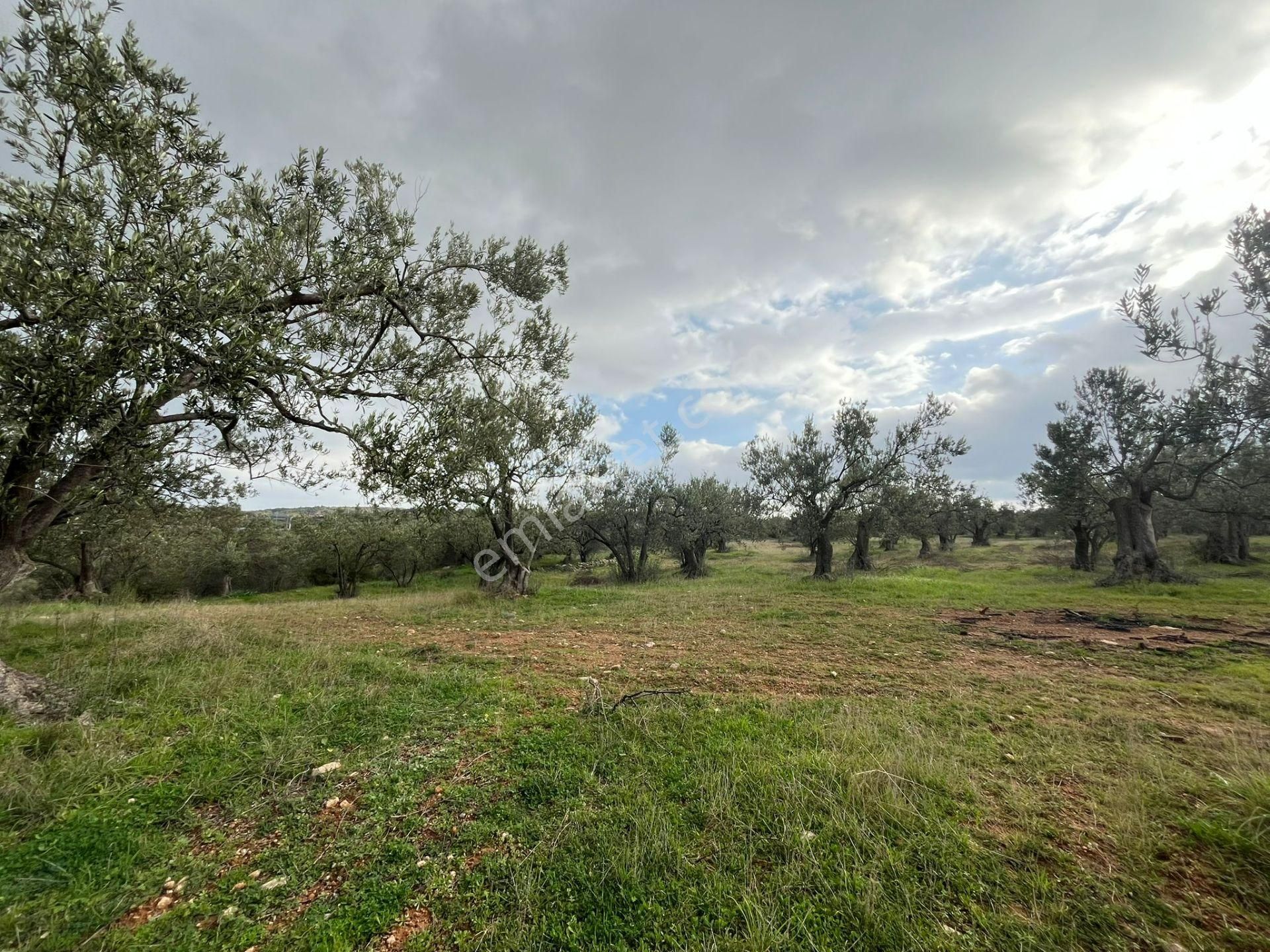 Bergama Çandarlı Kuzey Ege Limanı Dibinde Satılık Zeytinlik !!