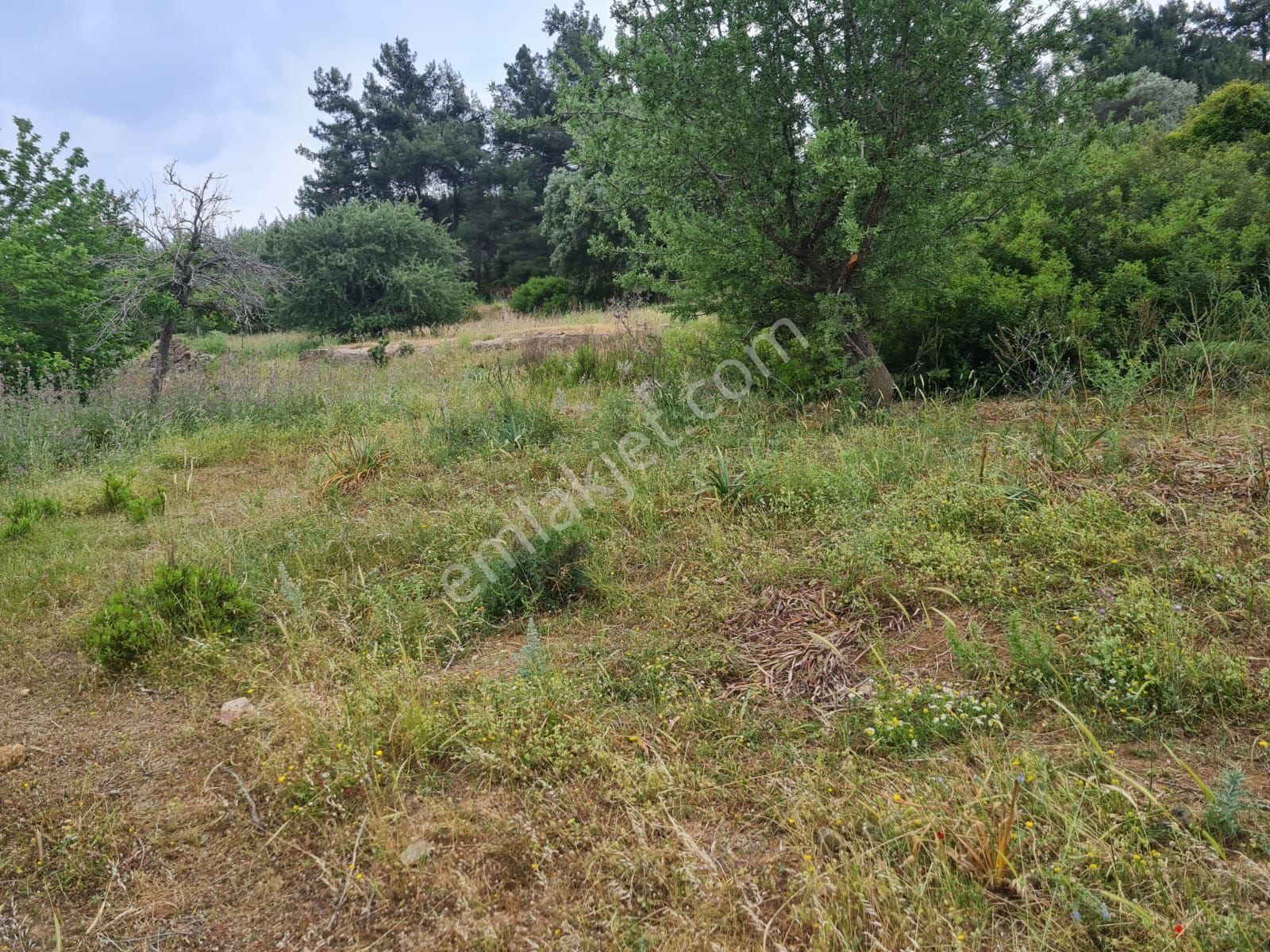 Seferihisar Doğanbey Mevkii Atatürk Mahallesi Denize 700 Metre Mesafede Arsa - Görsel 19