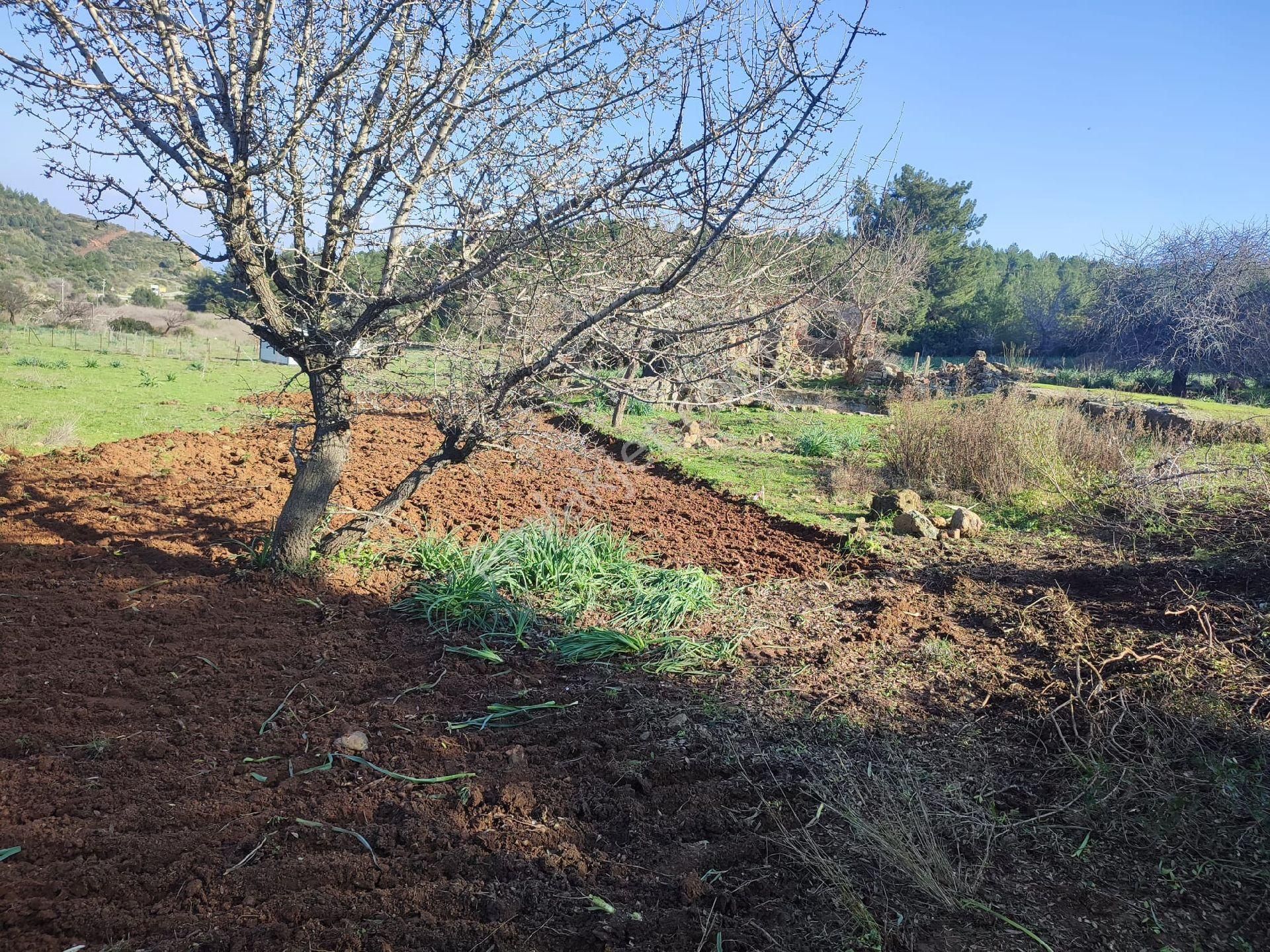 Seferihisar Doğanbey Mevkii Atatürk Mahallesi Denize 700 Metre Mesafede Arsa - Görsel 15