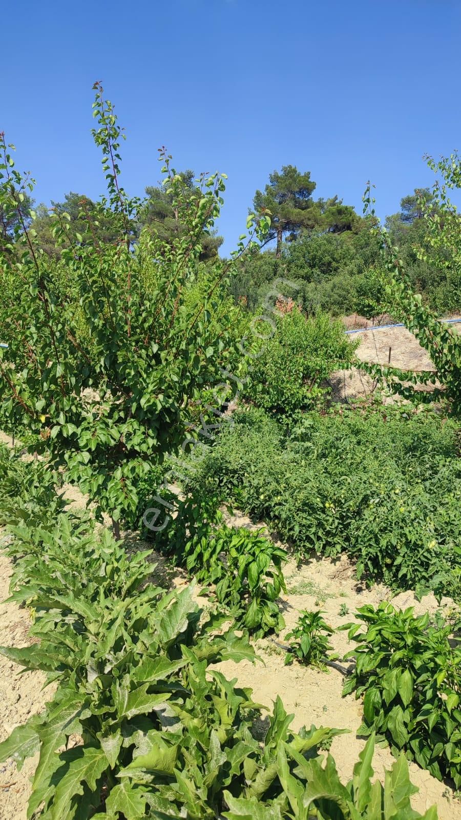 Korkuteli Dereköy'de 3300 M² Şeftalili Meyve Bahçesi - Damla Sulama + Ana Yola Çok Yakın! - Görsel 3