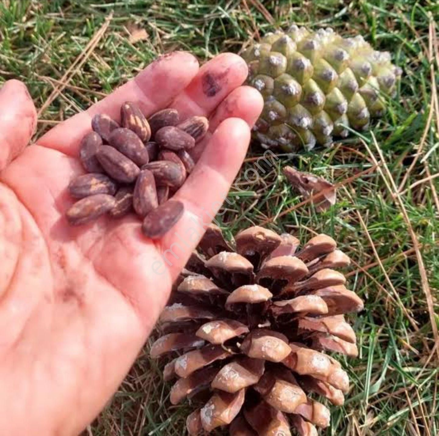 İzmir Bergama Yukarıada'da 1.425 M2 Çam Fıstığı Tarlası Uygun Fiyat. Açıklamayı Okuyunuz. - Görsel 5