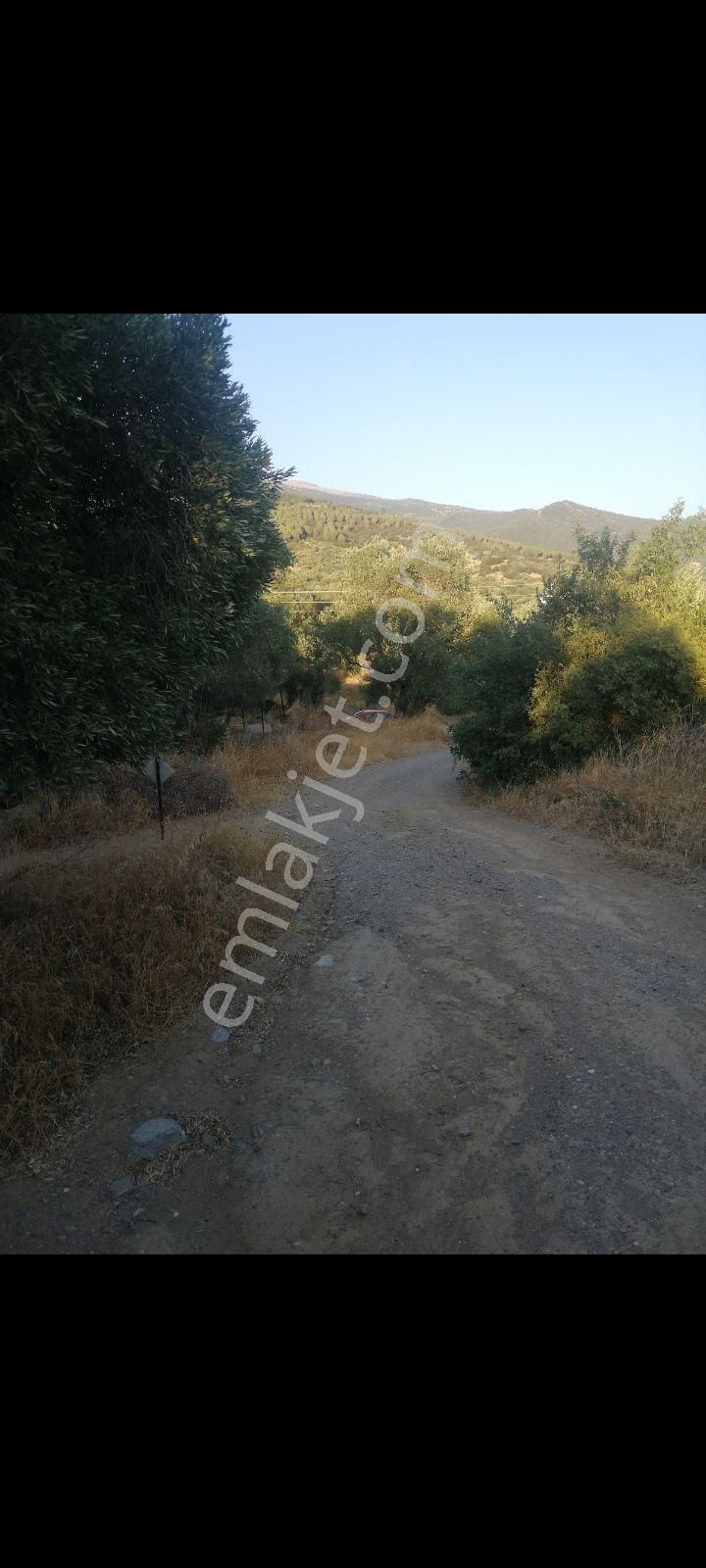 İmara Yakın Zeytinlik - Görsel 2