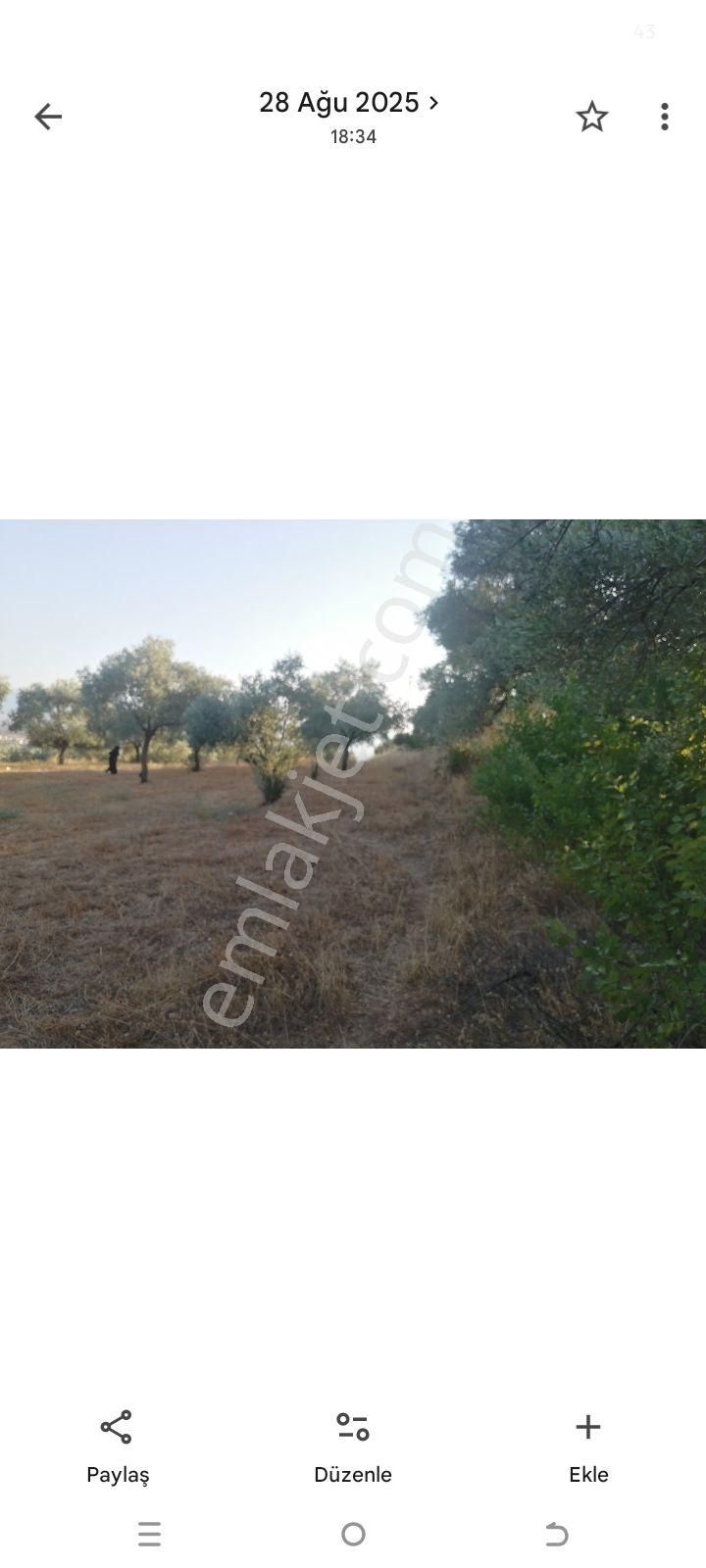 İmara Yakın Zeytinlik - Görsel 9