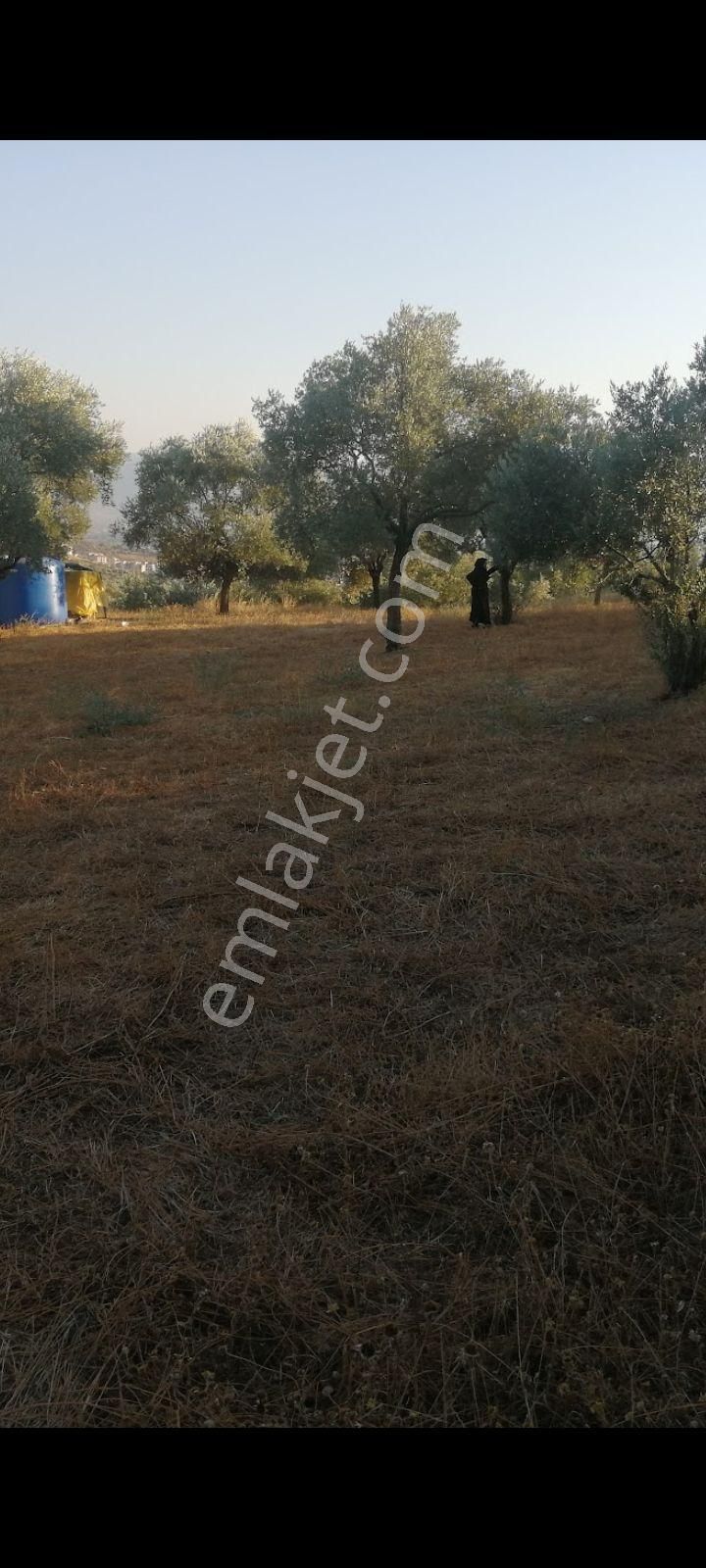 İmara Yakın Zeytinlik - Görsel 8