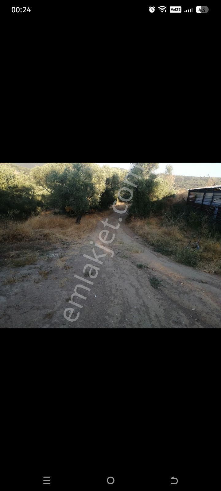 İmara Yakın Zeytinlik - Görsel 5