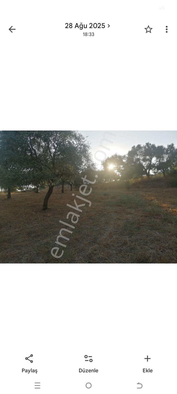 İmara Yakın Zeytinlik - Görsel 11