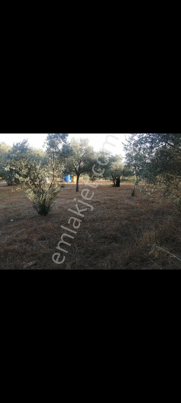 İmara Yakın Zeytinlik - Görsel 7