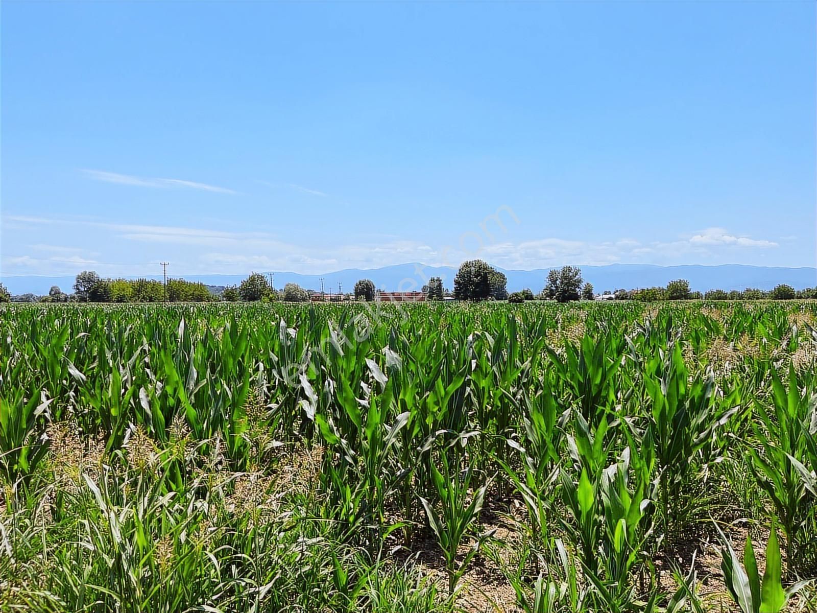 Budaklarda Yol Kenarı Hızlı Yatırım ! 2.360 M2 Satılık Tarla - Görsel 7
