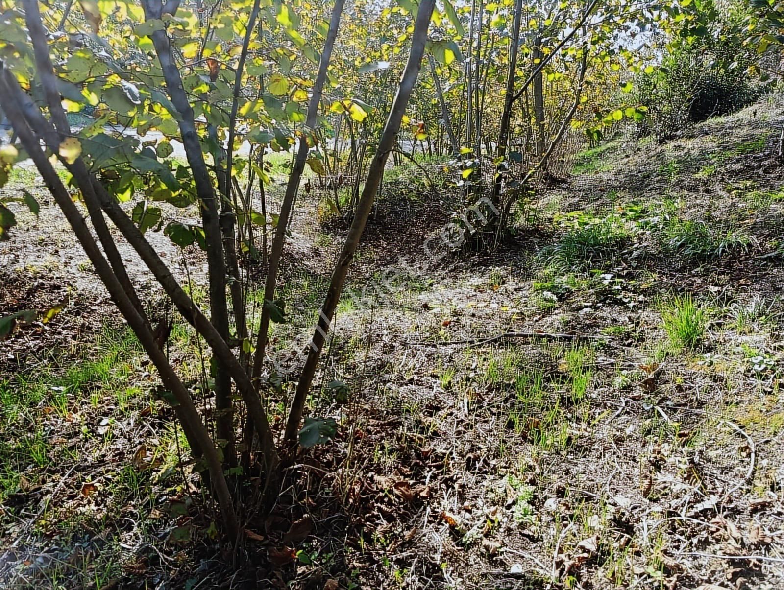 Manavpınarı'nda 1810m²! Elektrik/su 200m! Yaz Kış Ulaşımlı Arsa - Görsel 18