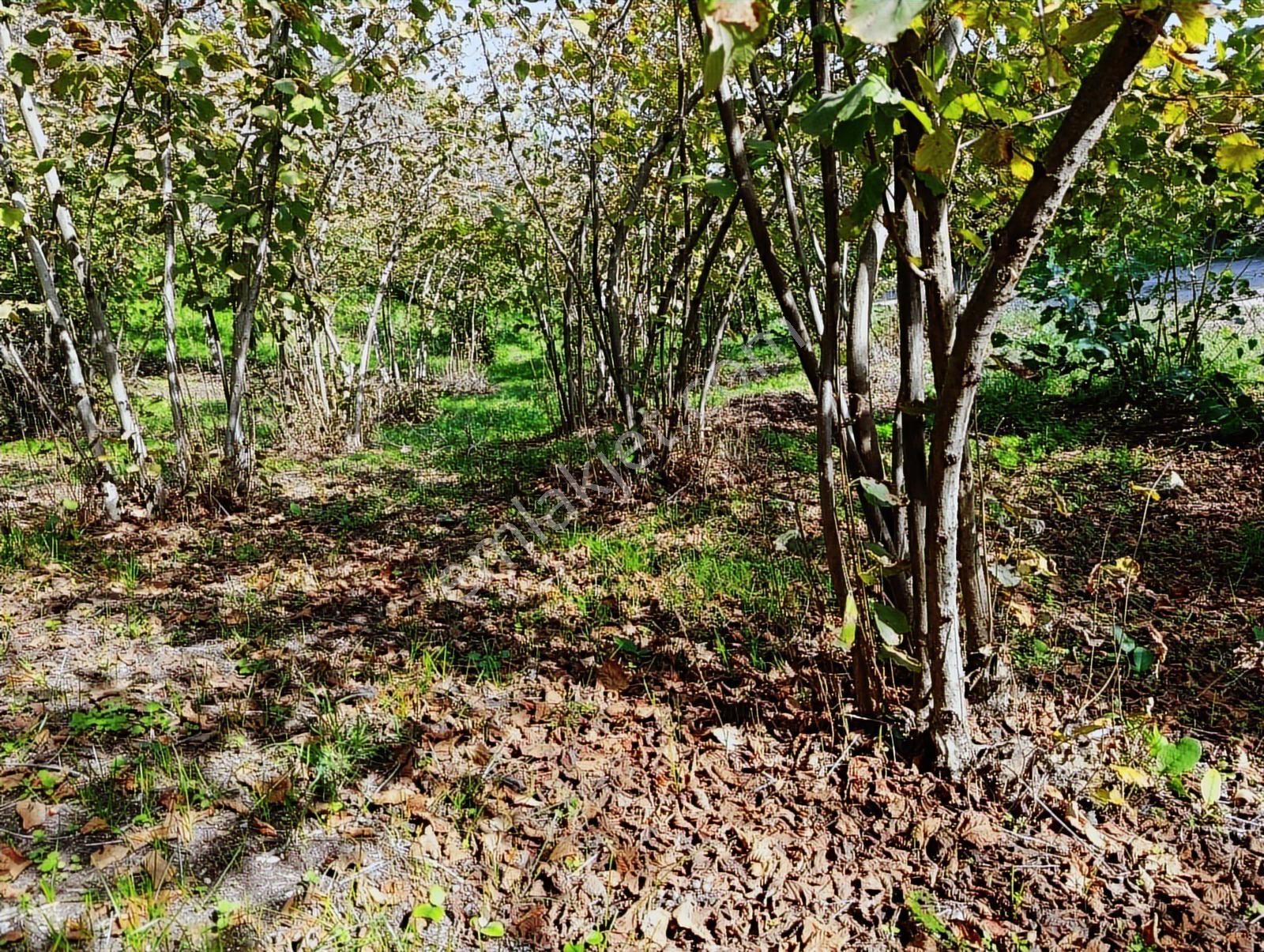 Manavpınarı'nda 1810m²! Elektrik/su 200m! Yaz Kış Ulaşımlı Arsa - Görsel 2