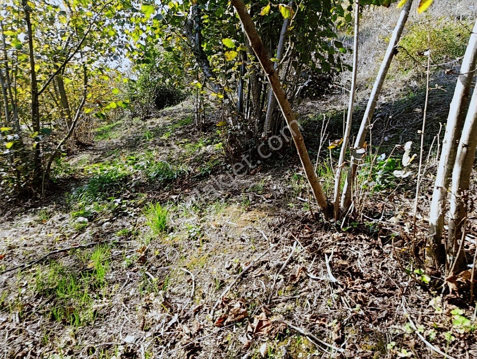 Manavpınarı'nda 1810m²! Elektrik/su 200m! Yaz Kış Ulaşımlı Arsa - Görsel 11