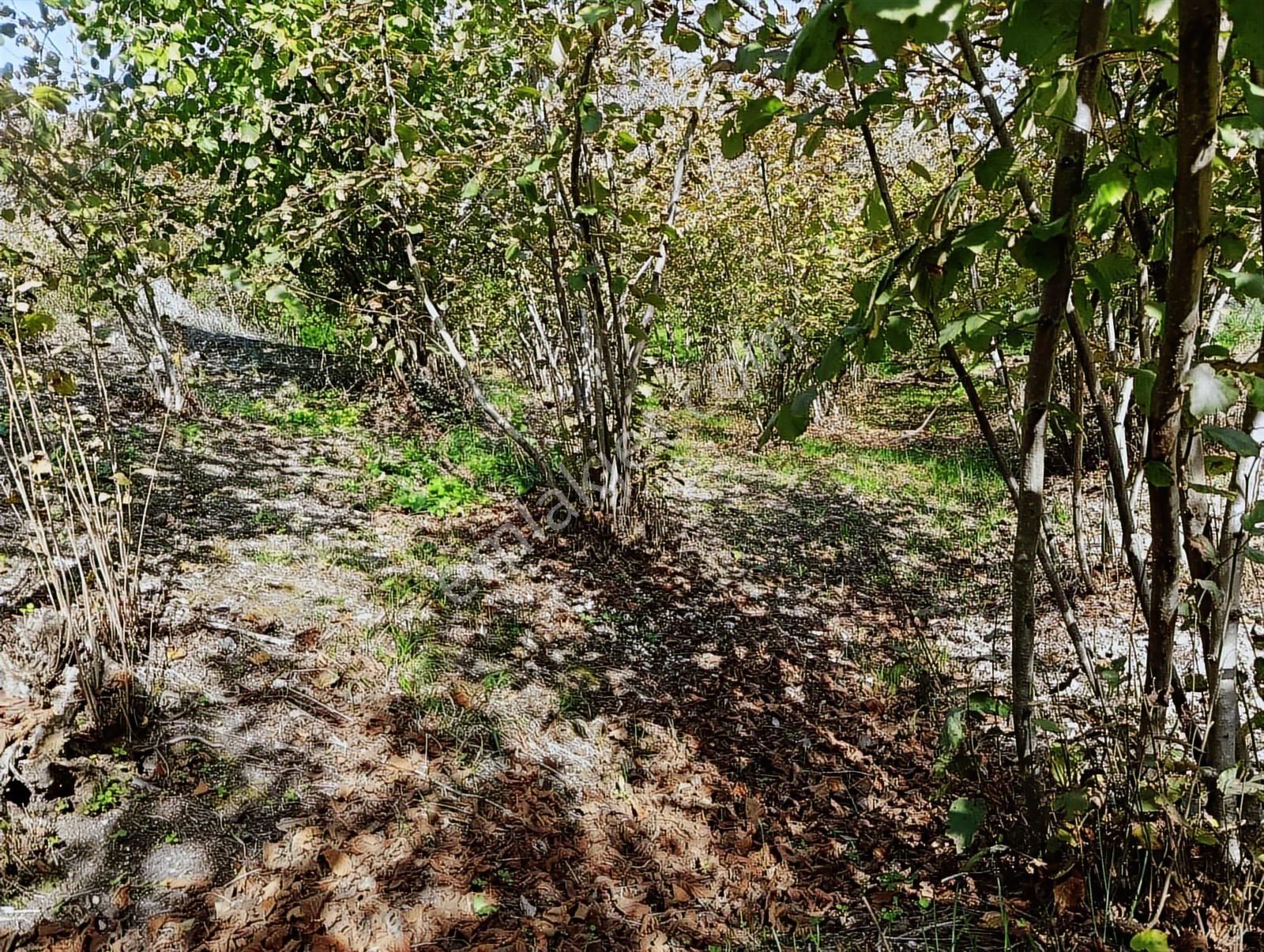 Manavpınarı'nda 1810m²! Elektrik/su 200m! Yaz Kış Ulaşımlı Arsa - Görsel 25