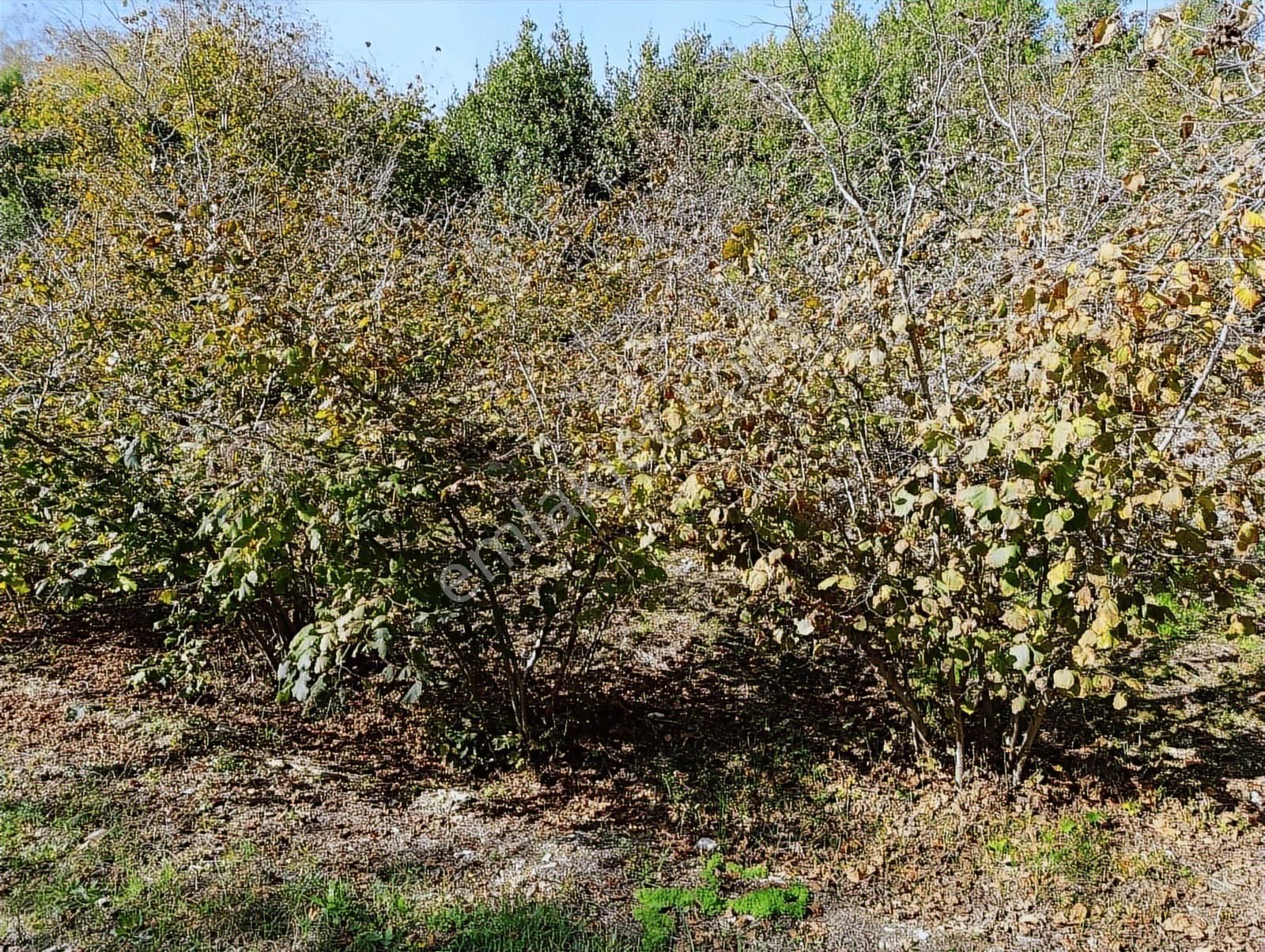 Manavpınarı'nda 1810m²! Elektrik/su 200m! Yaz Kış Ulaşımlı Arsa - Görsel 8