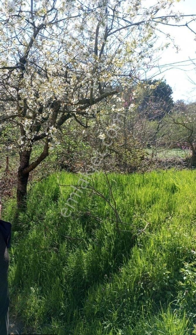 Real'den Erdek Yukarıyapıcı Köyünde Satılık Tavukhane - Görsel 8