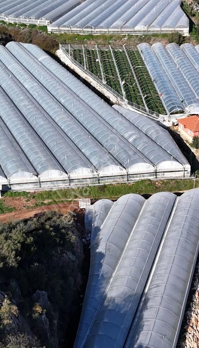 07 Truva Emlaktan Kumluca Sarıcasuda Satılık Sera - Görsel 28