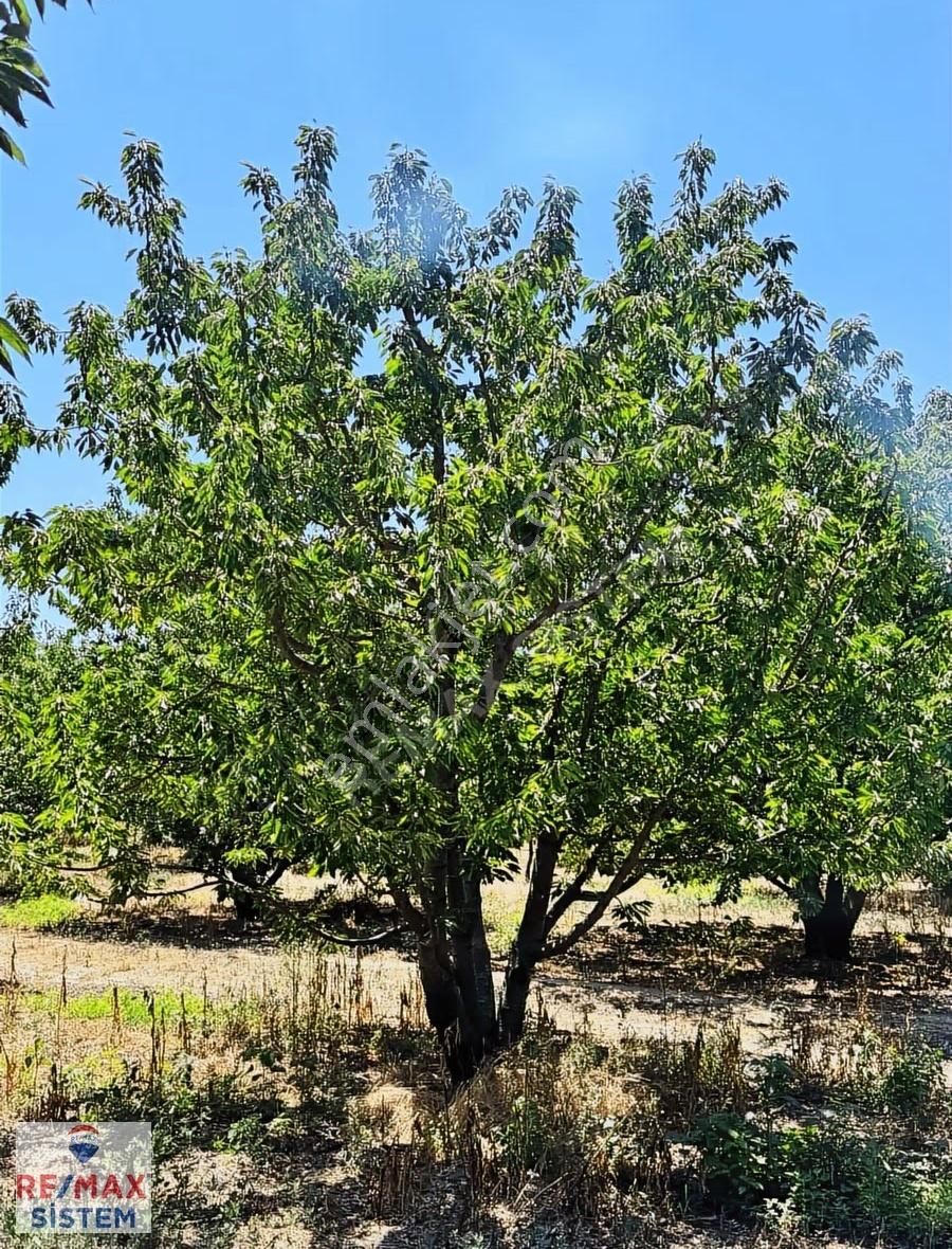 *anayola Yakın|20.250 M²|damla Sulamalı|400 Kiraz Ağaçlı Tarla* - Görsel 8