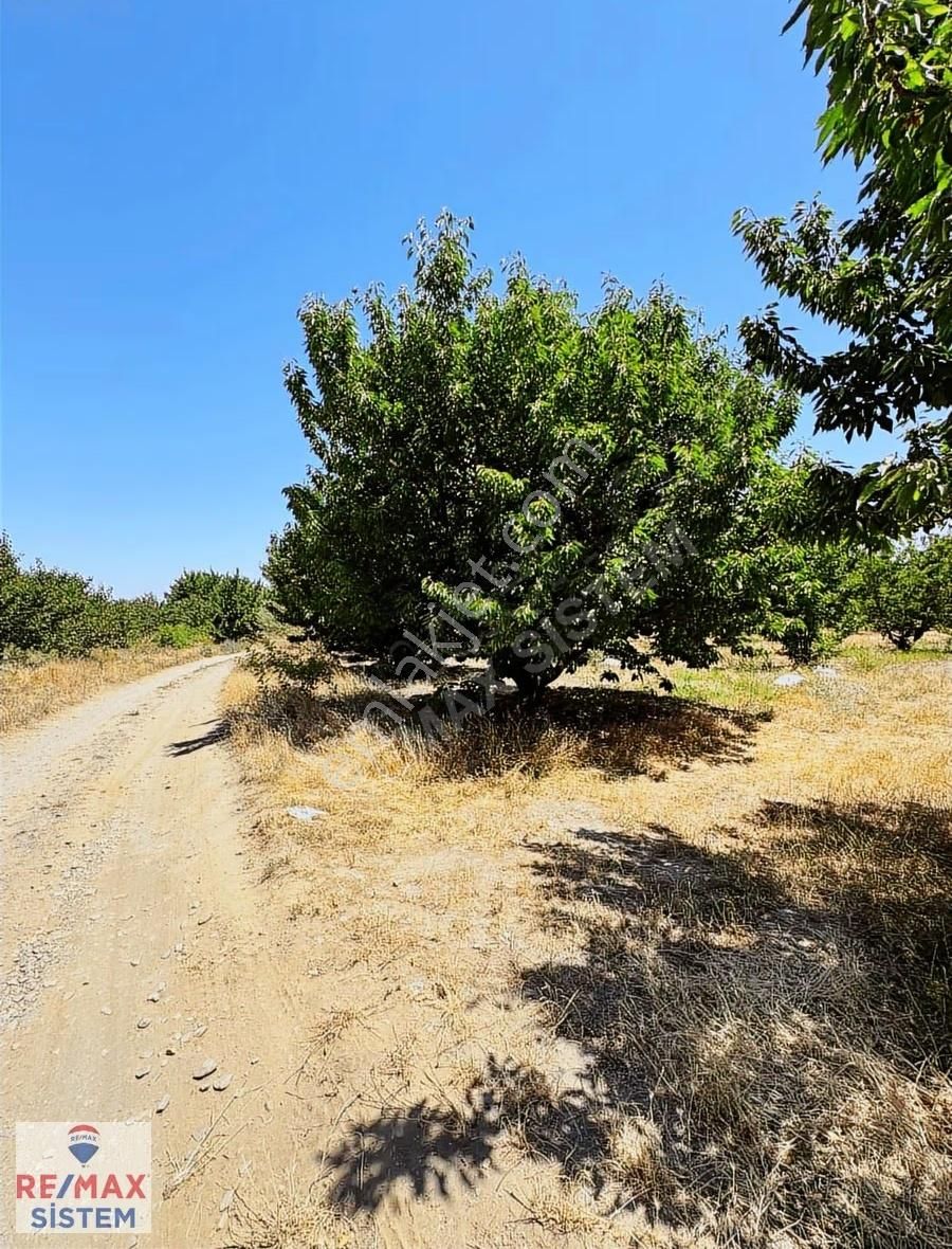 *anayola Yakın|20.250 M²|damla Sulamalı|400 Kiraz Ağaçlı Tarla* - Görsel 3