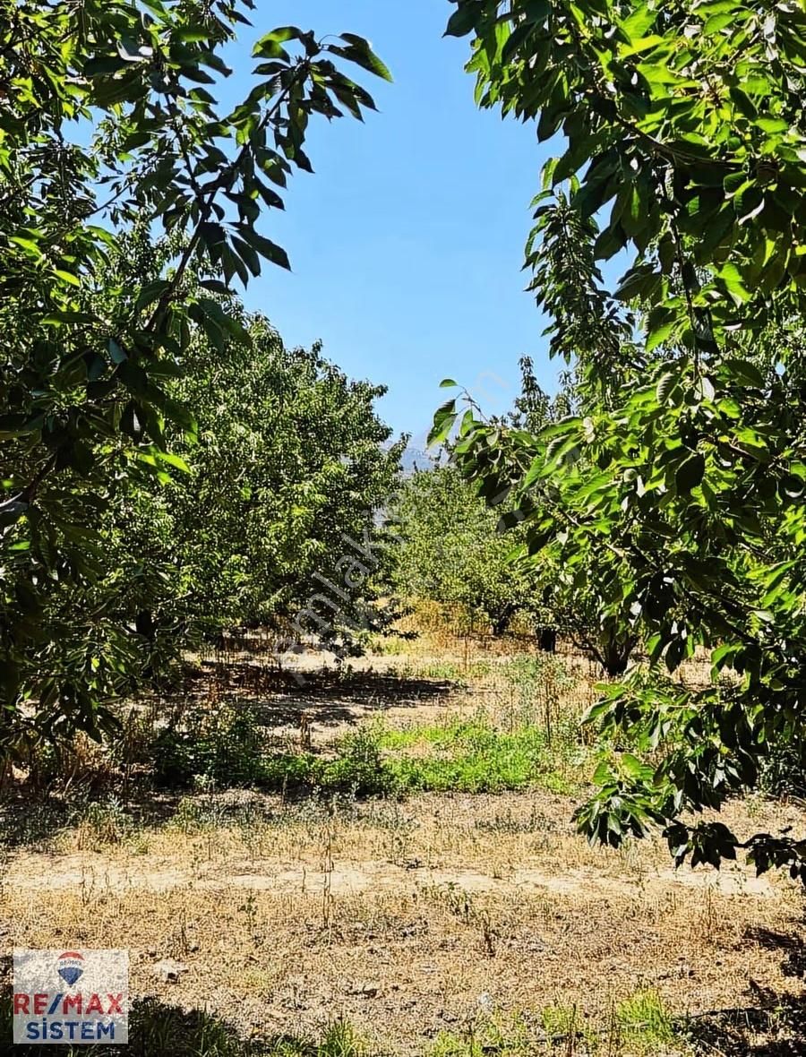 *anayola Yakın|20.250 M²|damla Sulamalı|400 Kiraz Ağaçlı Tarla* - Görsel 9